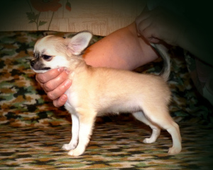 Photo №2 to announcement № 5662 for the sale of chihuahua - buy in Russian Federation private announcement