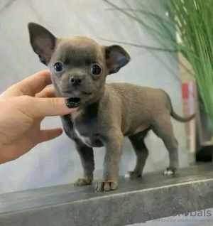 Photo №2 to announcement № 107779 for the sale of chihuahua - buy in Finland private announcement, breeder