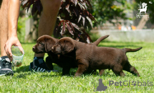 Photo №2 to announcement № 126671 for the sale of labrador retriever - buy in Serbia 