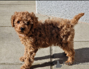 Photo №3. Cavapoo Pups For Rehoming!!. Switzerland