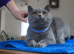 Photo №1. british shorthair - for sale in the city of Gomel | 500$ | Announcement № 3975