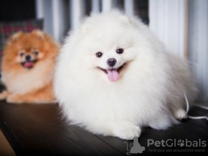 Photo №2 to announcement № 8525 for the sale of german spitz - buy in Russian Federation breeder