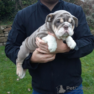 Photo №1. english bulldog - for sale in the city of Saarbrücken | 407$ | Announcement № 107204