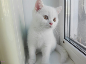 Photo №1. british shorthair - for sale in the city of Chelyabinsk | negotiated | Announcement № 1372