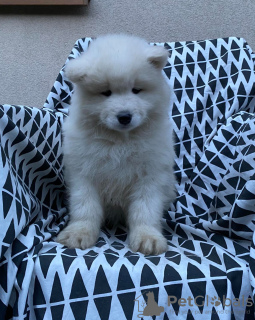 Additional photos: Samoyed puppies for sale