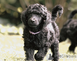 Photo №3. Poodle puppies. Germany