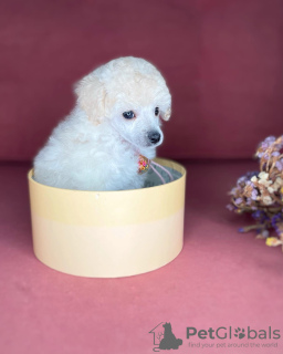 Additional photos: toy poodle puppies