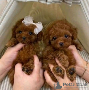 Photo №2 to announcement № 133706 for the sale of poodle (royal) - buy in United States 