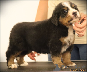 Photo №4. I will sell bernese mountain dog in the city of Belgrade. breeder - price - negotiated