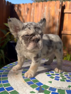 Photo №3.  French Bulldog Available for Adoption . Greece