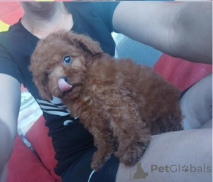 Photo №2 to announcement № 148700 for the sale of poodle (toy) - buy in Serbia breeder