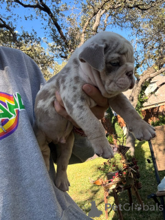 Photo №1. english bulldog - for sale in the city of Loutraki | 361$ | Announcement № 175584