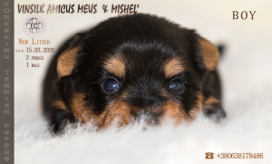 Additional photos: Puppies of the Yorkshire Terrier, FCI (KSU)