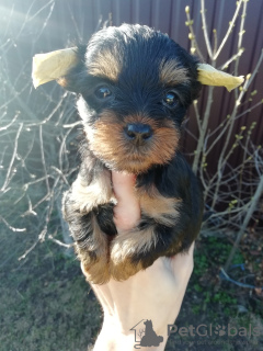 Additional photos: Yorkie/Kawaiiork puppies