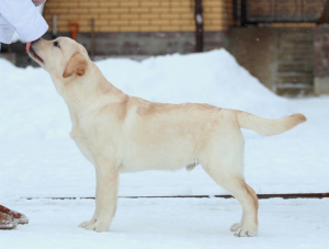 Photo №3. Labrador boy for show. Russian Federation