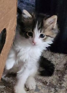 Photo №1. norwegian forest cat - for sale in the city of Oetz | 361$ | Announcement № 171025