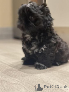 Photo №4. I will sell non-pedigree dogs in the city of Birkirkara. private announcement - price - negotiated