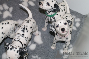 Photo №1. dalmatian dog - for sale in the city of Copenhague | Is free | Announcement № 125670