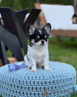 Photo №2 to announcement № 152581 for the sale of chihuahua - buy in Germany private announcement