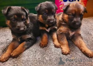 Photo №1. german shepherd - for sale in the city of Balta | 516$ | Announcement № 172680