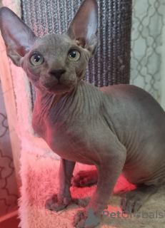 Photo №2 to announcement № 86009 for the sale of sphynx cat - buy in United Kingdom breeder
