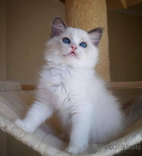 Photo №2 to announcement № 93598 for the sale of ragdoll - buy in Germany 