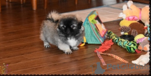 Photo №2 to announcement № 117320 for the sale of pekingese - buy in Germany 