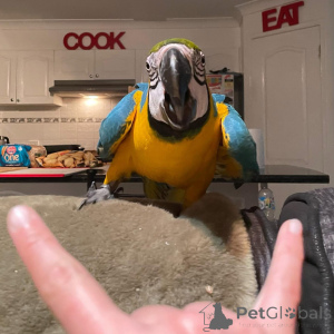 Photo №3. we are looking for a good and caring home for our parrots. we are moving them. Germany