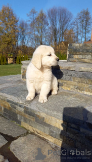 Photo №1. golden retriever - for sale in the city of Brzesko | negotiated | Announcement № 83143