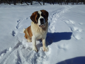 Photo №1. st. bernard - for sale in the city of Kazan | 485$ | Announcement № 1556