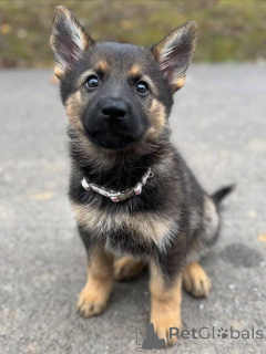Photo №2 to announcement № 157400 for the sale of german shepherd - buy in Germany breeder