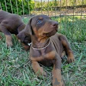 Photo №3. Doberman puppies for sale. United Kingdom