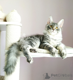 Photo №2 to announcement № 19561 for the sale of maine coon - buy in Russian Federation from nursery, breeder