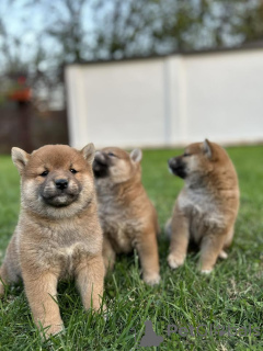 Photo №4. I will sell shiba inu in the city of Jakovo. breeder - price - 740$