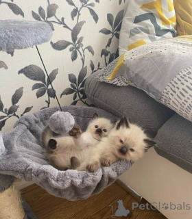 Photo №1. ragdoll - for sale in the city of Phoenix | 500$ | Announcement № 161379