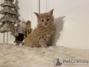 Photo №1. maine coon - for sale in the city of Афины | 485$ | Announcement № 15710
