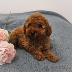 Photo №1. poodle (toy) - for sale in the city of Vilnius | 2436$ | Announcement № 18788