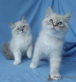 Photo №2 to announcement № 155608 for the sale of himalayan cat - buy in Austria 