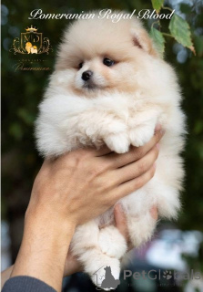 Photo №3. Exclusive Pomeranians from first-class bloodlines. Macedonia