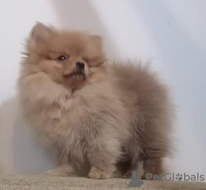 Additional photos: Purebred Pomeranian puppies BOO