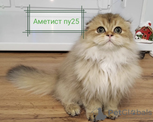 Photo №3. Selling for breeding or pets Scottish cat. Belarus