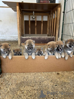 Photo №1. shiba inu - for sale in the city of Zrenjanin | 659$ | Announcement № 151756