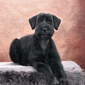 Photo №3. Puppy-girl from a nursery with an expert assessment. Belarus