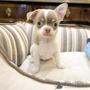 Photo №1. chihuahua - for sale in the city of Helmond | 423$ | Announcement № 13821