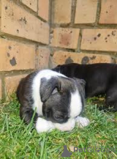 Photo №1. staffordshire bull terrier - for sale in the city of City of London | 877$ | Announcement № 165548
