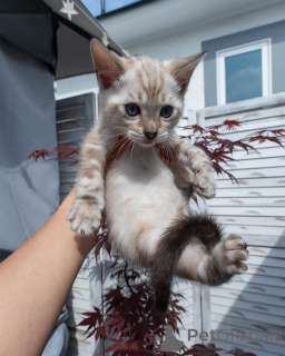 Photo №1. bengal cat - for sale in the city of Lisbon | negotiated | Announcement № 155706