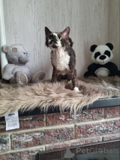 Photo №4. I will sell devon rex in the city of Сквира. from nursery, breeder - price - 375$