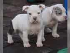 Photo №3. Gorgeous Bulldog Puppy, Oeb, We have gorgeous bulldog puppies to give away. Germany