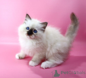 Photo №1. ragdoll - for sale in the city of Эш-сюр-Альзетт | negotiated | Announcement № 139633