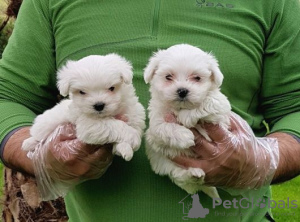 Photo №1. maltese dog - for sale in the city of Paris | negotiated | Announcement № 40422